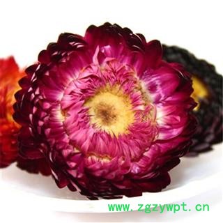 菊花 七彩菊 统货 产地 河南省安阳市图2