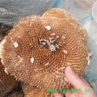 新辉药业葵花盘 向日葵花盘  葵盘图2