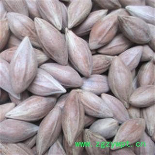 新辉药业橄榄核  橄榄果图2