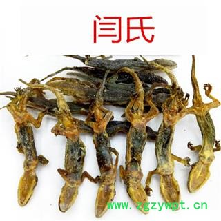 壁虎 完整个子 通货图3