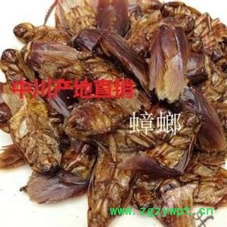 中川野生蟑螂 偷油婆  产地四川  库存图2