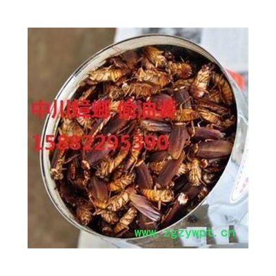 中川野生蟑螂 偷油婆  产地四川  库存