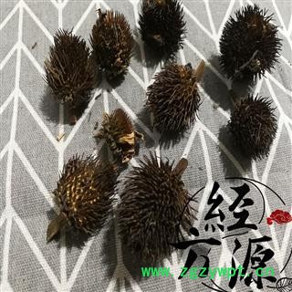 紫锥菊花头A 花头 松果菊 紫锥花图2