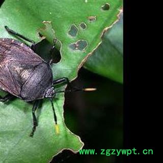 2017年新货小九香虫产地直销,库村500可售图3