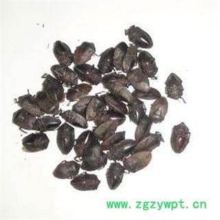 2017年新货小九香虫产地直销,库村500可售图2