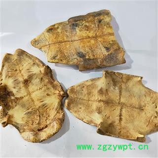 龟板 本店新到炒龟板好货无杂质实物拍摄 产地 湖北省图2