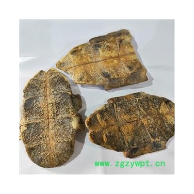 龟板 本店新到炒龟板好货无杂质实物拍摄 产地 湖北省