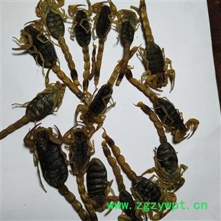 全蝎 山西陕西淡盐全蝎秋货 产地 山西省图3