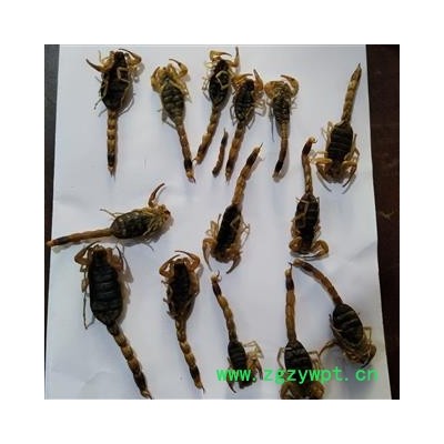 全蝎 山西陕西淡盐全蝎秋货 产地 山西省