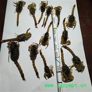 全蝎 山西陕西淡盐全蝎秋货 产地 山西省图2