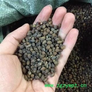 鸦胆子 鸦胆子选货 国药堂 专注品质 产地 湖南省图2