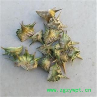 刺蒺藜 白蒺藜  2021产地 内蒙古自治区呼和浩特市玉泉区图2