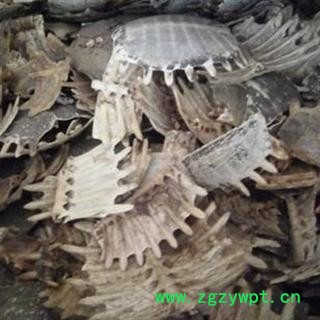 四海商联 鳖甲 团鱼盖 脚鱼壳 王八盖 上甲 甲鱼图2