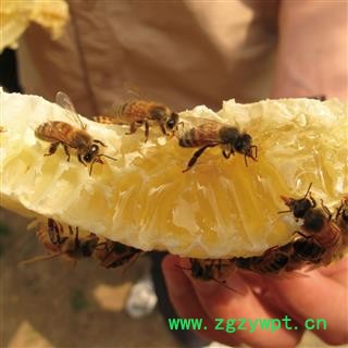 纯正蜂蜜纯天然农家自产百花蜜土蜂蜜原蜜结晶蜜图4