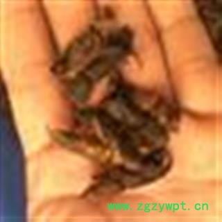 土狗 统货 产地 广东省图2