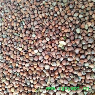 新辉药业优质莱菔子  萝卜籽 正品新货图3