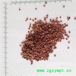 新辉药业优质莱菔子  萝卜籽 正品新货图2