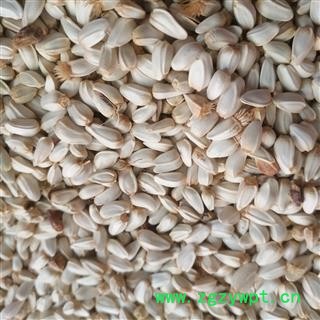 新辉药业红花籽 红花子 新疆新货图2