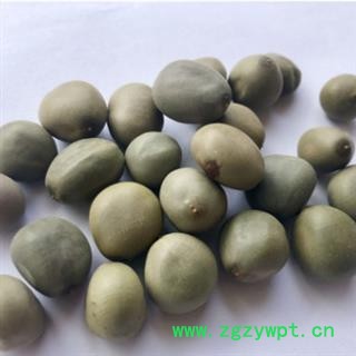 新辉药业藏药大托叶云实  云实子 加木哲图2