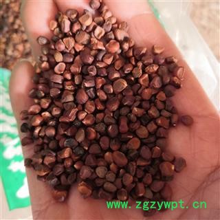 新辉药业藏药大托叶云实  云实子 加木哲图3