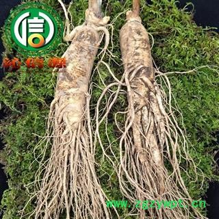 【满包邮】2021年11月才产新 季节性鲜货，下单请先咨询店主！ 新鲜人参条散装吉林原皮参产地直供生晒参沁信源中药批发图4