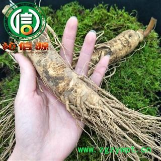 【满包邮】2021年11月才产新 季节性鲜货，下单请先咨询店主！ 新鲜人参条散装吉林原皮参产地直供生晒参沁信源中药批发图3