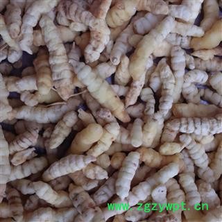 灵吉药业 地蚕 别名：草石蚕 泽兰根 地虫草 甘露子 优质正品图2