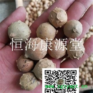 恒海康源堂没食子 统 产地 海外图2