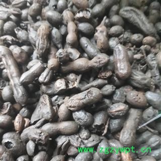 新辉药业中药材槐角 槐豆  槐实  新货无硫图2