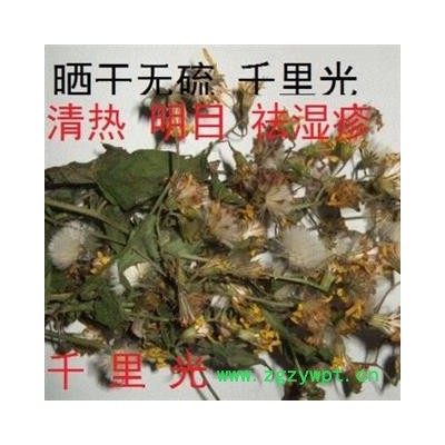 千里光 选 产地 湖北省黄冈市麻城市