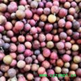 新辉药业南天竹子 天烛子  红把子 南竹子图2