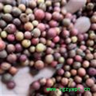 新辉药业南天竹子 天烛子  红把子 南竹子图3