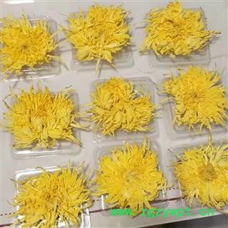 金丝黄菊 头茬精选大花 一包含100朵 精品菊花 量大从优图2
