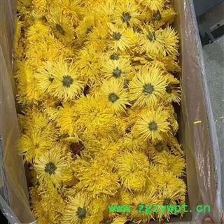 金丝黄菊 头茬精选大花 一包含100朵 精品菊花 量大从优图4