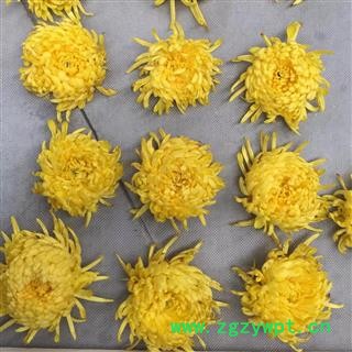 金丝黄菊一包100朵 各个精品 一朵一杯  大货批发图4