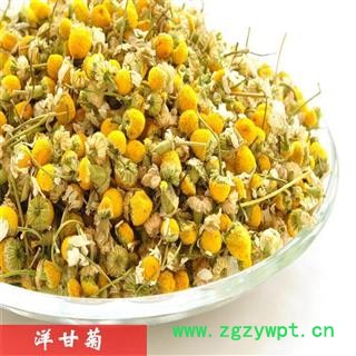 洋甘菊 统货 产地 海外  洋甘菊大货专营图3