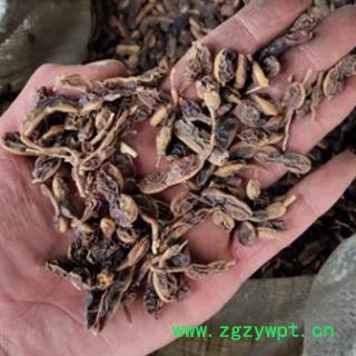 新辉药业槐角 槐豆图2