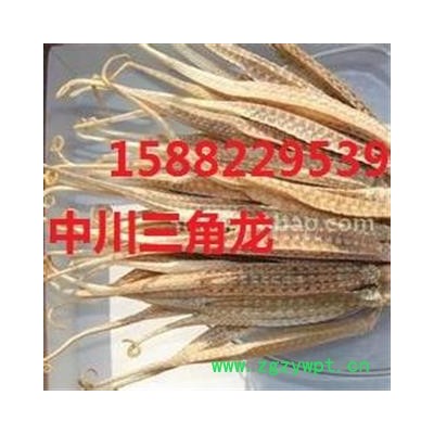 中川三角龙大统货直销  产地进口印尼  库存500可售