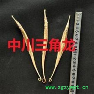 中川三角龙大统货直销 产地进口印尼 库存500可售图3