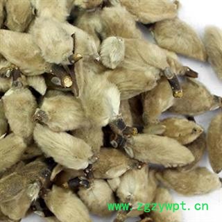 辛夷 统 产地 河南省图2