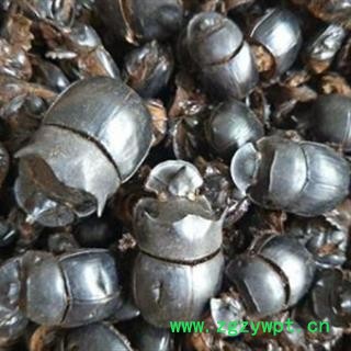 京辉药业清水 蜣螂 大将军 选货 产地 云南省文山壮族苗族自治州马关县图2