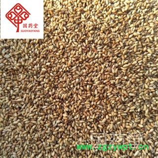 柏子仁 纯净选货 实物拍摄 国药堂 专注品质 产地 山东省图2