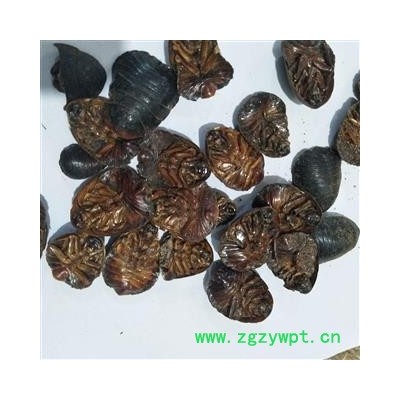 土鳖虫 土鳖虫水洗腹空大选货土元 产地 山东省