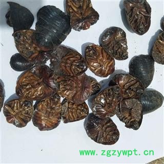 土鳖虫 土鳖虫水洗腹空大选货土元 产地 山东省图2