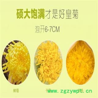 煜庭药业 菊花 黄菊 皇菊图4