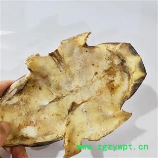 龟板 本店新到去膀龟板好货干度好货干净 产地 湖北省图3