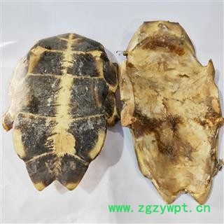 龟板 本店新到去膀龟板好货干度好货干净 产地 湖北省图2