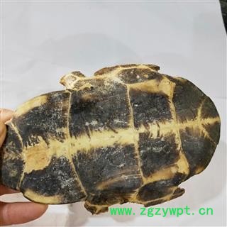 龟板 本店新到去膀龟板好货干度好货干净 产地 湖北省图4