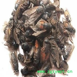 煜庭药业 牛虻虫 蜚虻 牛蚊子 牛苍蝇 瞎虻虫图3