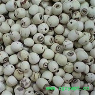 去皮 白莲米 选 抽芯 产地 湖南省湘潭市岳塘区图2